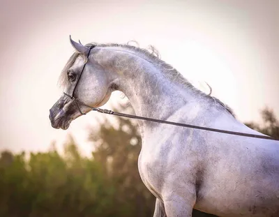 белый арабский конь с длинной гривой в пустыне Стоковое Фото - изображение  насчитывающей головка, ферма: 227474680