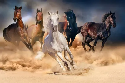Supehorse - Арабские скакуны – самые красивые лошади в мире Арабские скакуны  – уникальные лошади, которые всегда поражали и не перестанут поражать своей  изысканной красотой и завораживающими чертами. Характерная особенность  арабских скакунов –