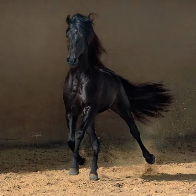 Schleich 13761 Фигурка Арабская кобыла лошадь Horse Club - купить с  доставкой по выгодным ценам в интернет-магазине OZON (714087154)