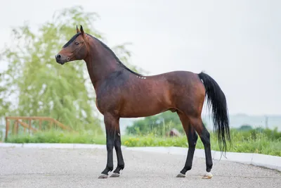 Schleich 13908 - Фигурка Шляйх Арабская чистокровная лошадь - купить в  Украине | Profi-Toys