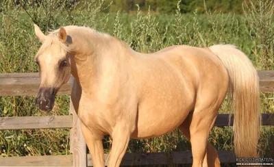 Арабская лошадь | Пикабу
