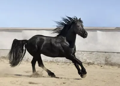 Лошадь в пустыне рисунок - 56 фото