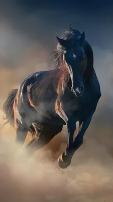 HD обои лошади: HD обои лошади. Часть 2