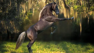 Лошади в desrt стоковое фото. изображение насчитывающей лошадь - 143704184
