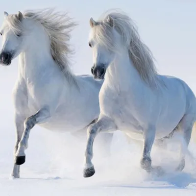 Horses - Wallsfield.com | Free HD Wallpapers | Белые лошади, Лошадь обои,  Дикие лошади