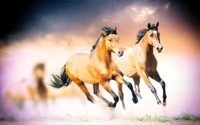 Скачать 1920x1080 конь, бег, закат, поле, трава, цветы, лошадь обои,  картинки full hd, hdtv, fhd, 1080p