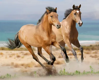 Обои кони, лошадь, 4k, HD, океан, море, волны, horses, 4k, HD wallpaper,  run, sea, ocean, sunset, white, brown, ОС #270