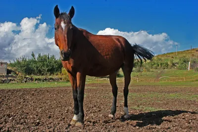 Уникальные черты лошади: от скорости до дружелюбия. | Животный мир:  открытия и приключения | Дзен