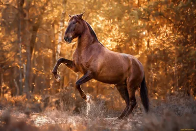 Сальма: история одной лошади