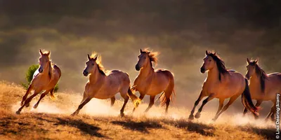 Очень красивая лошадь ель сосна hd» — создано в Шедевруме