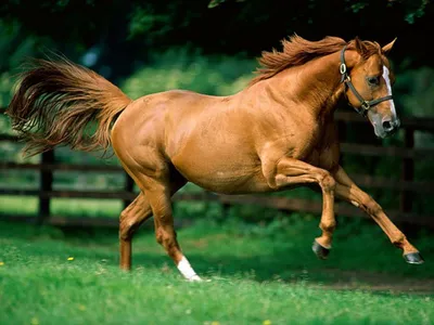 Ноги лошади | Случайность или замысел?