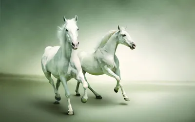 Обои \"Лошади\" на рабочий стол, скачать бесплатно лучшие картинки Лошади на  заставку ПК (компьютера) | mob.org