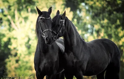 Black Arabian Horse 4k HD Ultra Realistic HDR 🖤✨ | Фотографии лошадей,  Лошадиные картины, Красивые лошади