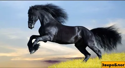Обои Вольная лошадь, картинки - Обои для рабочего стола Вольная лошадь фото  из альбома: (животные)