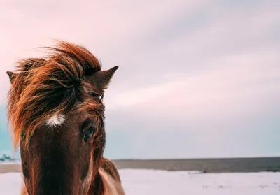 Horseexpert | О правильном питании лошади. Как подобрать наиболее  подходящий рацион?