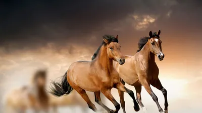 Лошадь клипарт hd обои фотографическое изображение | Премиум Фото