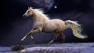 Картина маслом на холсте, с изображением семи бегущей белой лошади, HD-принт,  Современная Настенная картина для гостиной | AliExpress