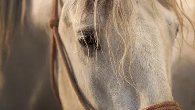 Обои iPhone wallpapers | Pretty horses, Horses, Beautiful horses