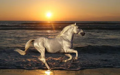 Море, закат... лошадь | Horses, Beautiful horses, Beautiful horse pictures