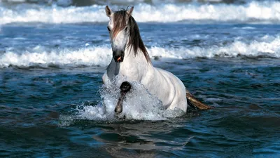 Лошади моря» — Фото №1325133