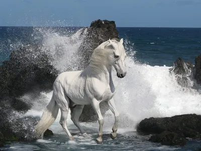 Морская лошадь рисунок - 68 фото