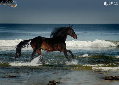 Фото Лошадь сидит на берегу моря, by Animal75artist