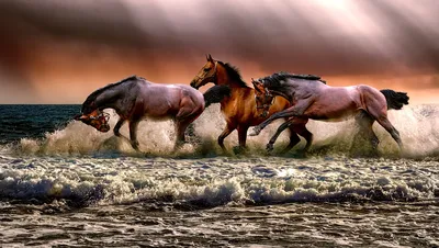 Черный Андалусской Лошади И Морской Волны — стоковые фотографии и другие  картинки Лошадь - Лошадь, Море, Бегать - iStock