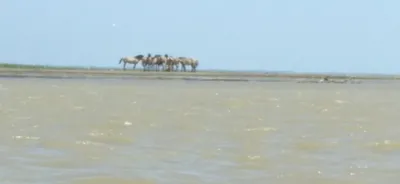 Картина в еврораме \" Пара лошадей на фоне моря \" - YouTube