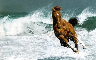Скачать 1600x1200 лошади, море, берег, пара, бежать, вечер обои, картинки  стандарт 4:3