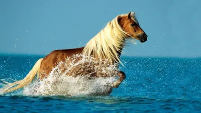 Лошади в океане - 66 фото