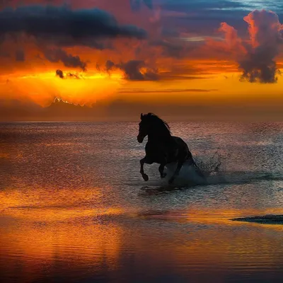 Лошадь женщина в море | Премиум Фото