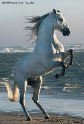 Черная лошадь в море стоковое фото. изображение насчитывающей галоп -  188208324