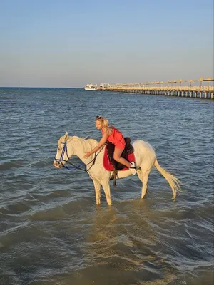 Белая лошадь на побережье моря в свете луны, бег, животные, лошади, море,  побережье, синее х - Обои для рабочего стола