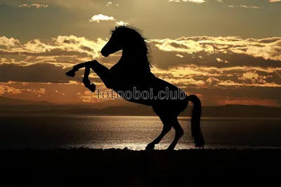 Дикая белая лошадь стоит на песчаной косе на берегу черного моря. | Премиум  Фото