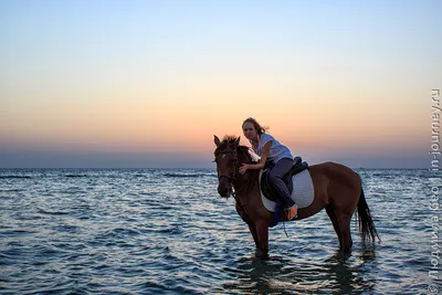 Красивая лошадь море, рассвет, …» — создано в Шедевруме
