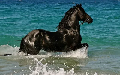 Две Коричневые Лошади Быстро Бегают По Берегу Моря — стоковые фотографии и  другие картинки Лошадь - iStock