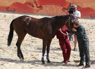 Сколько лошадей у Рамзана Кадырова и почему он так любит конный спорт? |  Чеченский след | Дзен