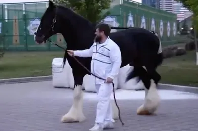 100 млн на скачках: лошади Кадырова заработали в 3 раза больше хозяина