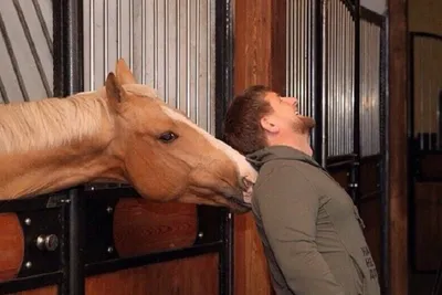 Украденный конь Кадырова якобы стоила 10 миллионов долларов - 24 Канал