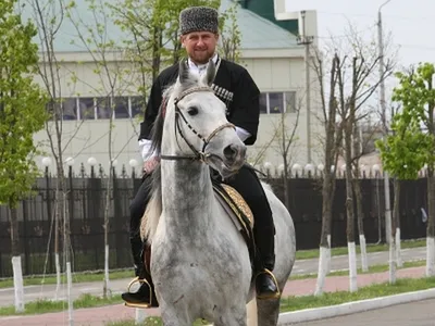 Лошади у Кадырова стоя́т даже выше бокса\" - Собеседник