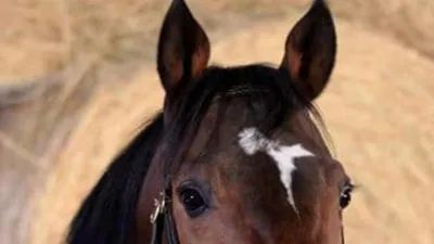 Кавказский Узел | Чешская полиция попросила помощи с делом о похищении коня  Кадырова