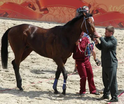 У него будет все!»: Кадыров встретился со своим конем Зазу, забранным у СБУ