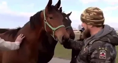 Власти Германии сняли запрет на выплату призовых лошади Кадырова - ТАСС