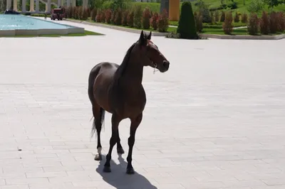 Кадыров сообщил, что не отдал деньги за «похищенного» коня Зазу — РБК