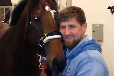 Это сущие копейки!» Кадыров выкупил через СБУ свою похищенную лошадь за $18  тысяч - Газета.Ru