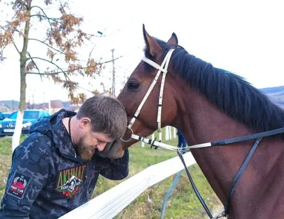Видео: Кадыров подарил Мирзиёеву двух лошадей на день рождения