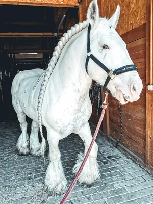 Сколько лошадей у Рамзана Кадырова и почему он так любит конный спорт? |  Чеченский след | Дзен