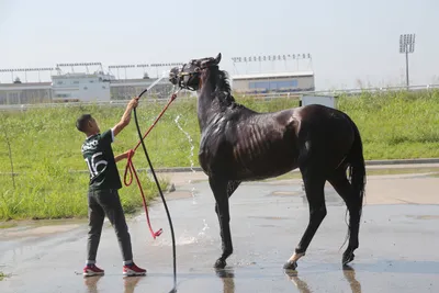 У Рамзана Кадырова украли коня за 10 миллионов долларов