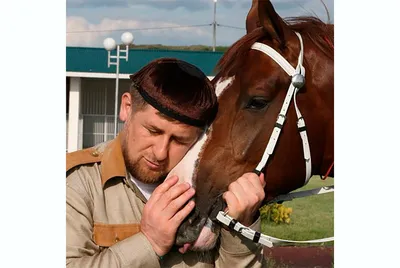 В Чехии украден жеребец Зазу Рамзана Кадырова - 7 марта 2023 - ФОНТАНКА.ру