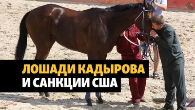 В Чехии похитили породистую лошадь, которая принадлежала Кадырову, – СМИ -  24 Канал